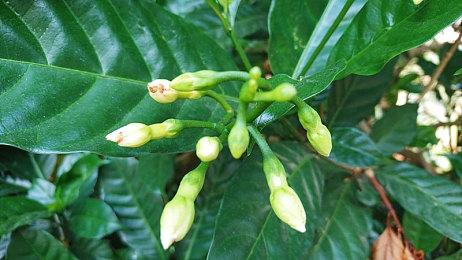 《三角符文》第四章进展顺利 第五章早期开发已开始